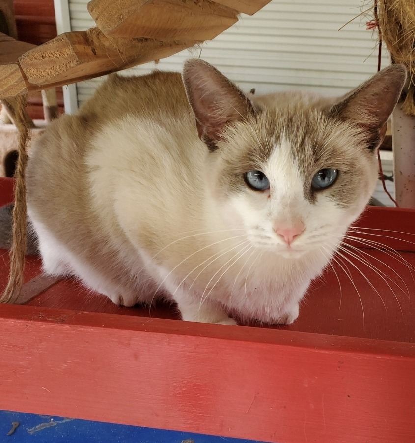 Dora, an adoptable Domestic Short Hair, Siamese in El Dorado, AR, 71730 | Photo Image 1