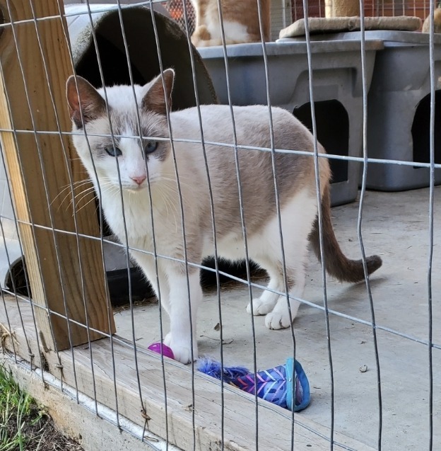 Dora, an adoptable Domestic Short Hair, Siamese in El Dorado, AR, 71730 | Photo Image 2