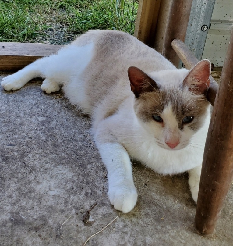 Dora, an adoptable Domestic Short Hair, Siamese in El Dorado, AR, 71730 | Photo Image 3