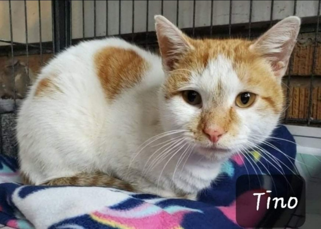 Tino, an adoptable Domestic Short Hair in El Dorado, AR, 71730 | Photo Image 1