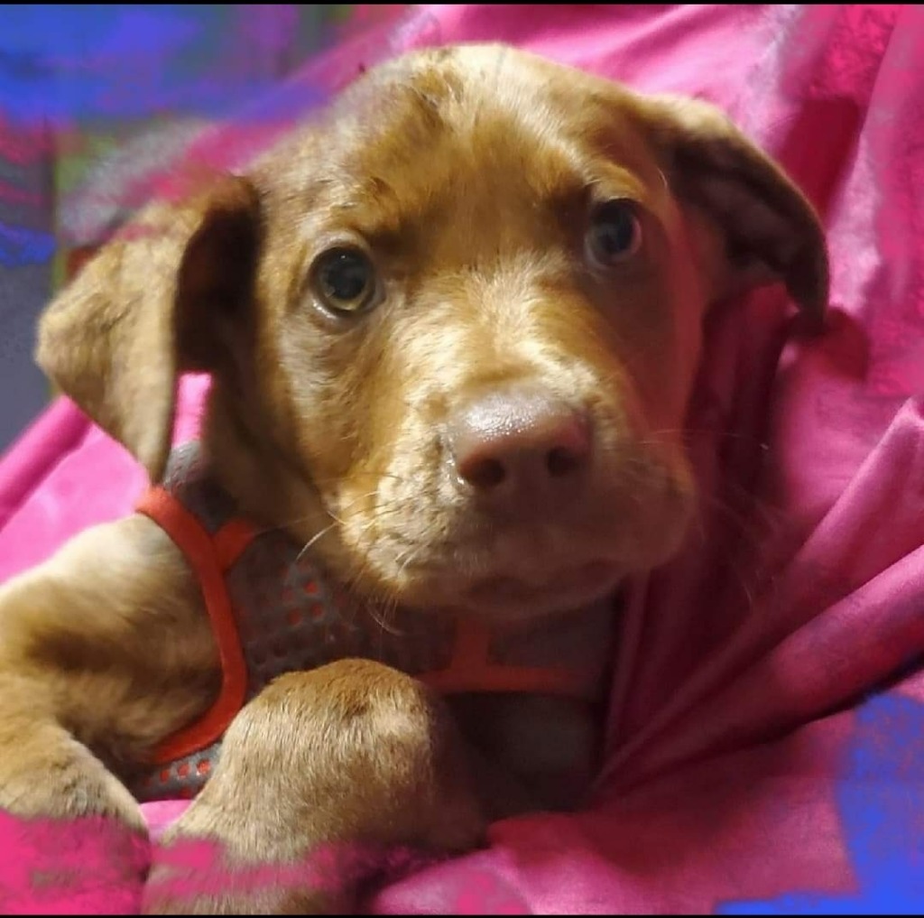 Rhedd Boi, an adoptable Labrador Retriever, Terrier in El Dorado, AR, 71730 | Photo Image 1