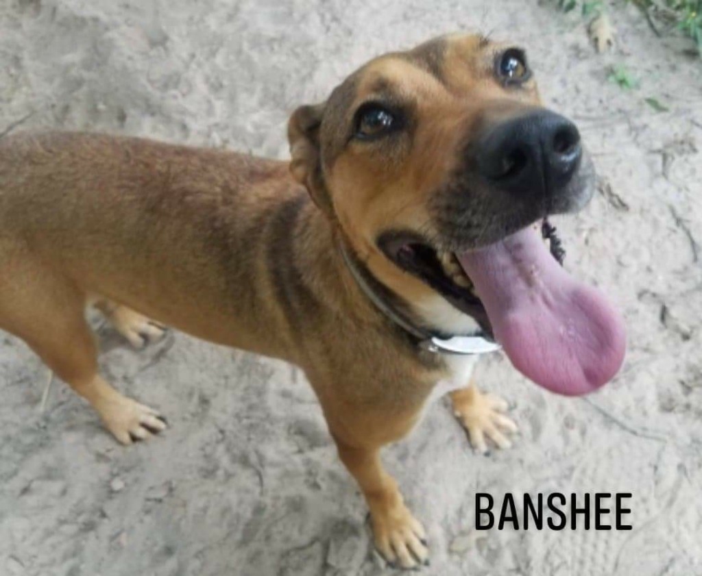 Banshee, an adoptable Black Mouth Cur, Shepherd in El Dorado, AR, 71730 | Photo Image 1