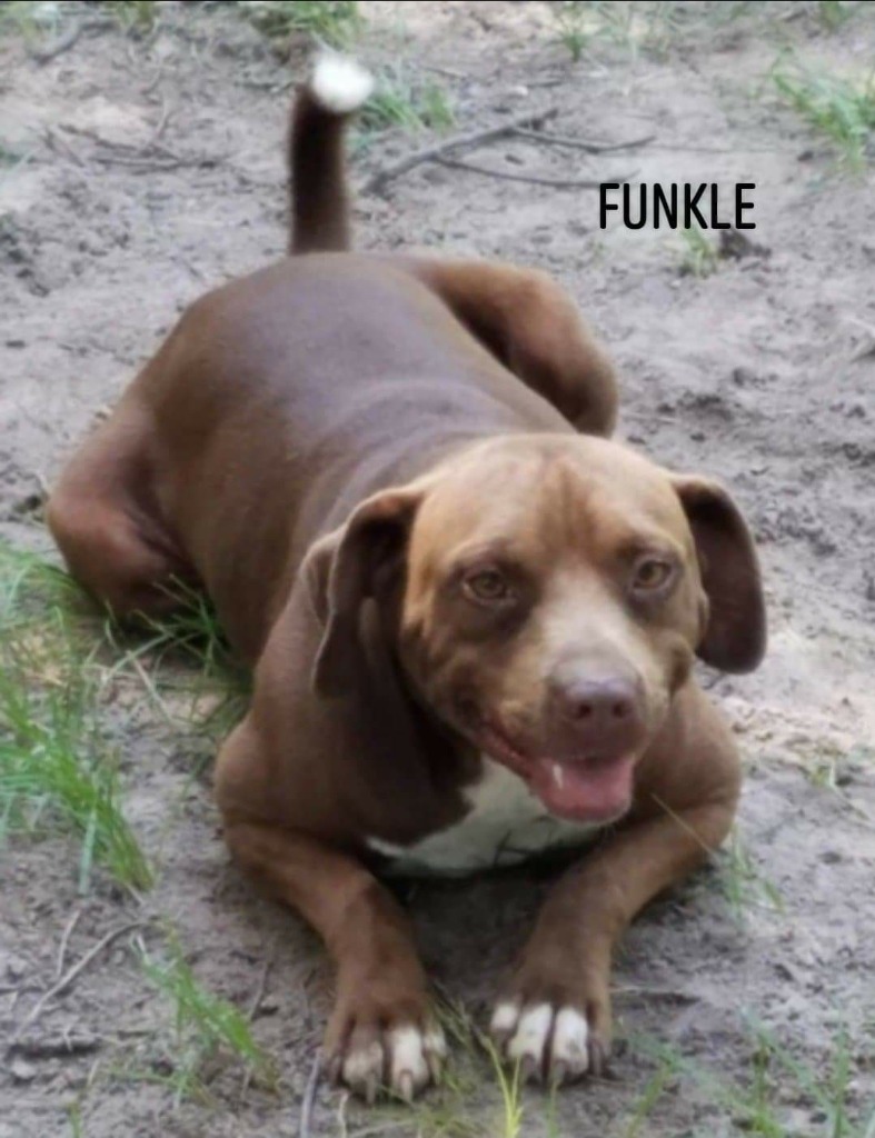 Funkle, an adoptable Terrier in El Dorado, AR, 71730 | Photo Image 1