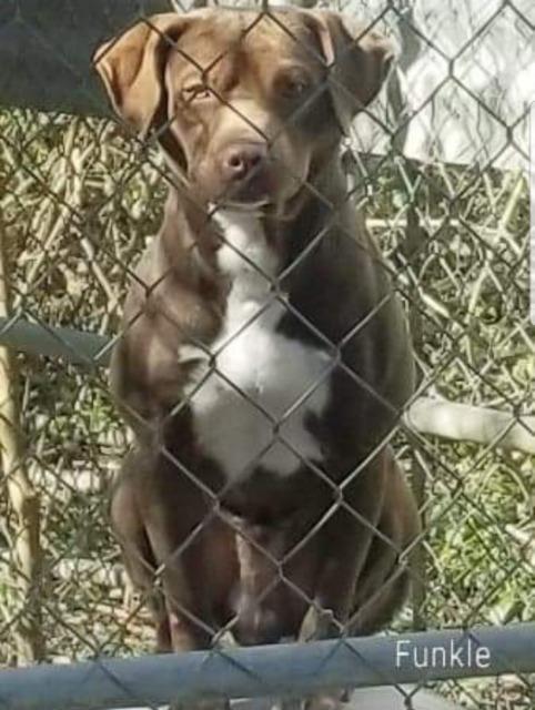 Funkle, an adoptable Terrier in El Dorado, AR, 71730 | Photo Image 2
