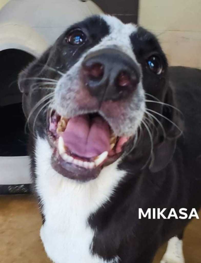 Mikasa, an adoptable Pointer, Border Collie in El Dorado, AR, 71730 | Photo Image 1