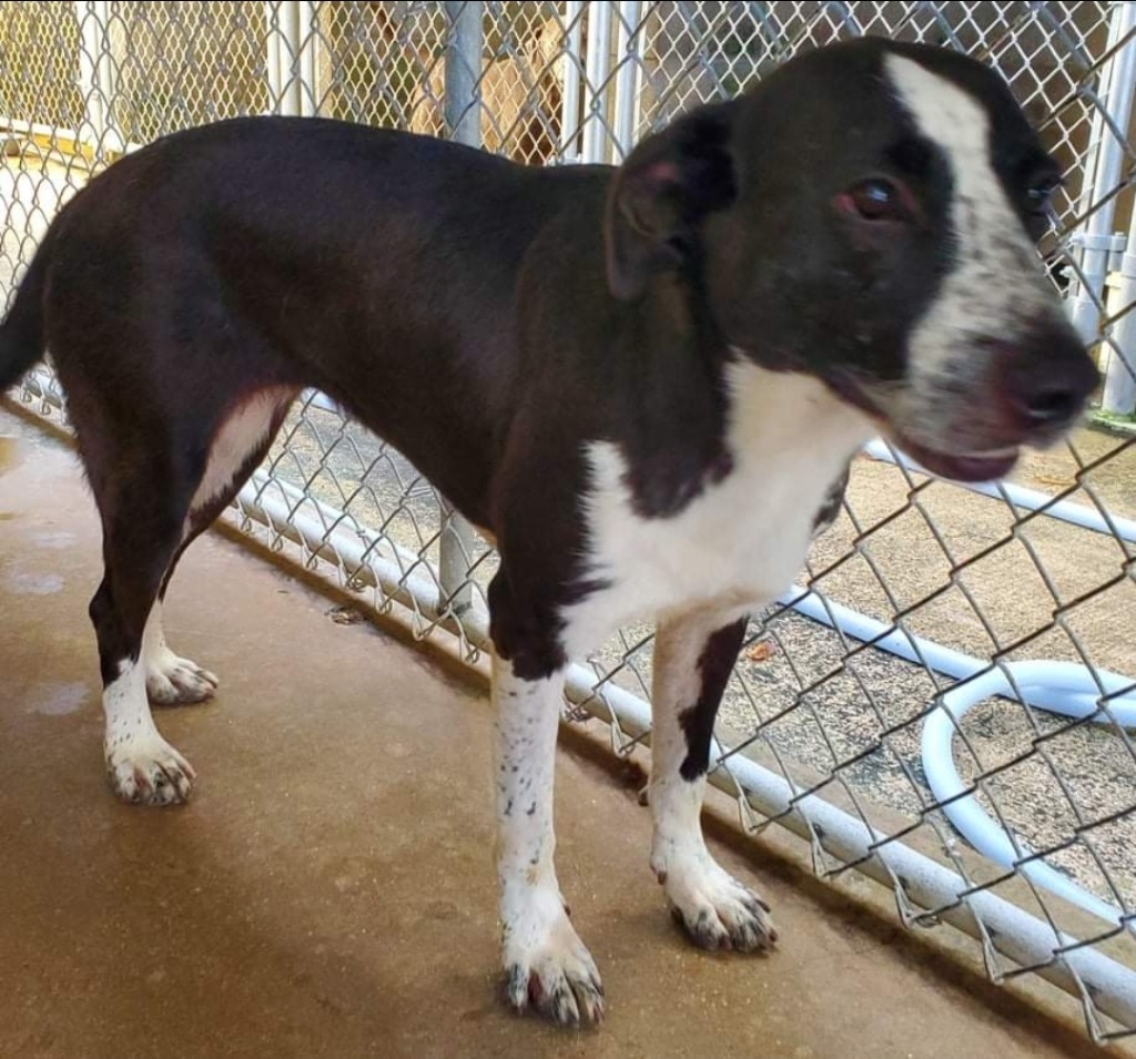 Mikasa, an adoptable Pointer, Border Collie in El Dorado, AR, 71730 | Photo Image 2