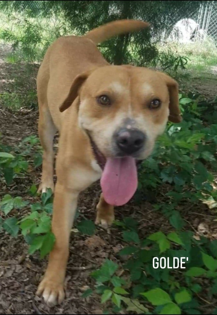 Goldie, an adoptable Labrador Retriever in El Dorado, AR, 71730 | Photo Image 1