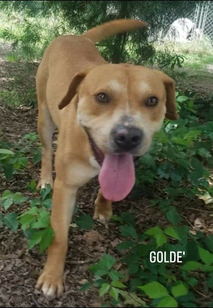 Gold D, an adoptable Labrador Retriever in El Dorado, AR, 71730 | Photo Image 1