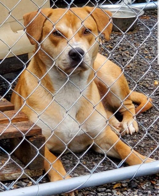Gold D, an adoptable Labrador Retriever in El Dorado, AR, 71730 | Photo Image 2