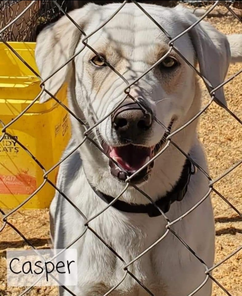 Casper, an adoptable Labrador Retriever, Catahoula Leopard Dog in El Dorado, AR, 71730 | Photo Image 1