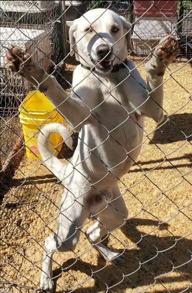 Casper, an adoptable Labrador Retriever, Catahoula Leopard Dog in El Dorado, AR, 71730 | Photo Image 2