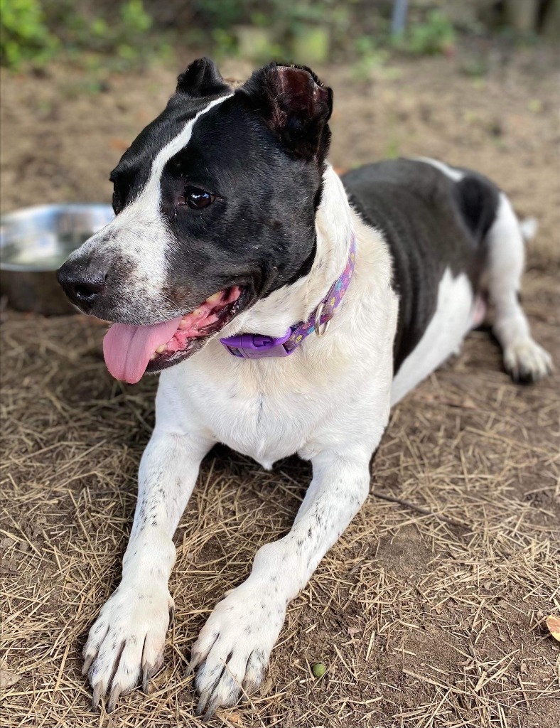 Shakira, an adoptable Terrier in El Dorado, AR, 71730 | Photo Image 1