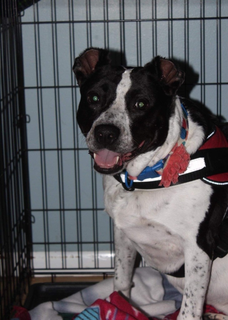 Shakira, an adoptable Terrier in El Dorado, AR, 71730 | Photo Image 2