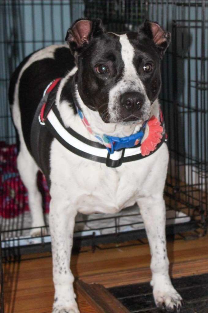 Shakira, an adoptable Terrier in El Dorado, AR, 71730 | Photo Image 3