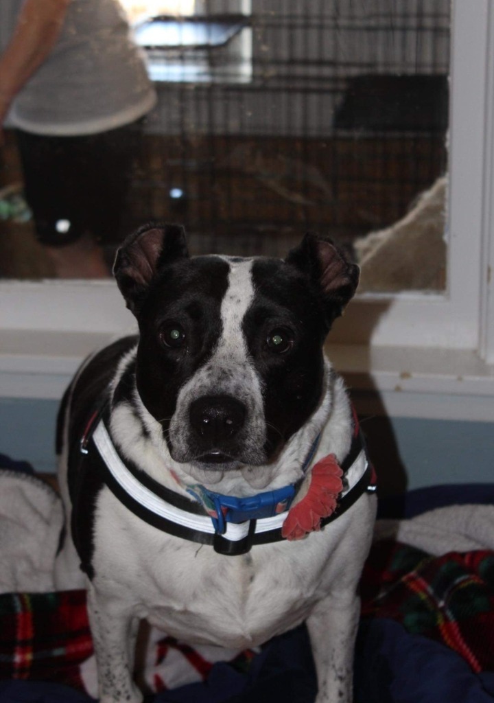 Shakira, an adoptable Terrier in El Dorado, AR, 71730 | Photo Image 4