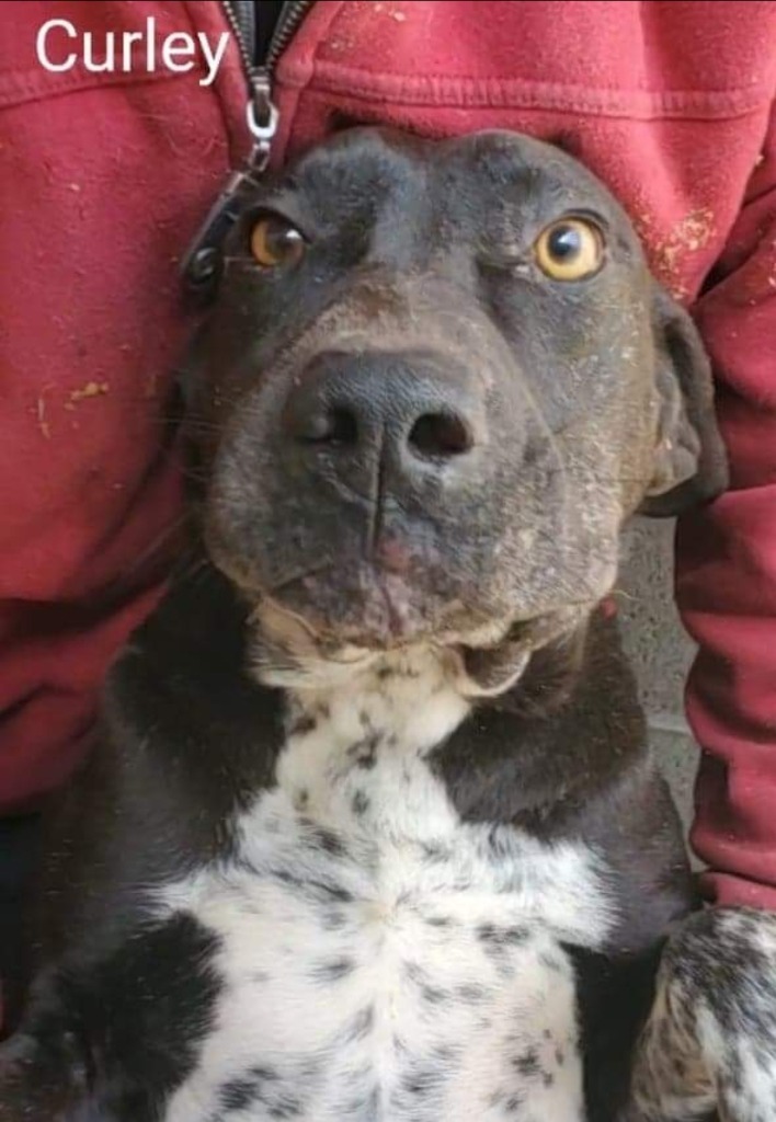 Curley, an adoptable Labrador Retriever, Pointer in El Dorado, AR, 71730 | Photo Image 1
