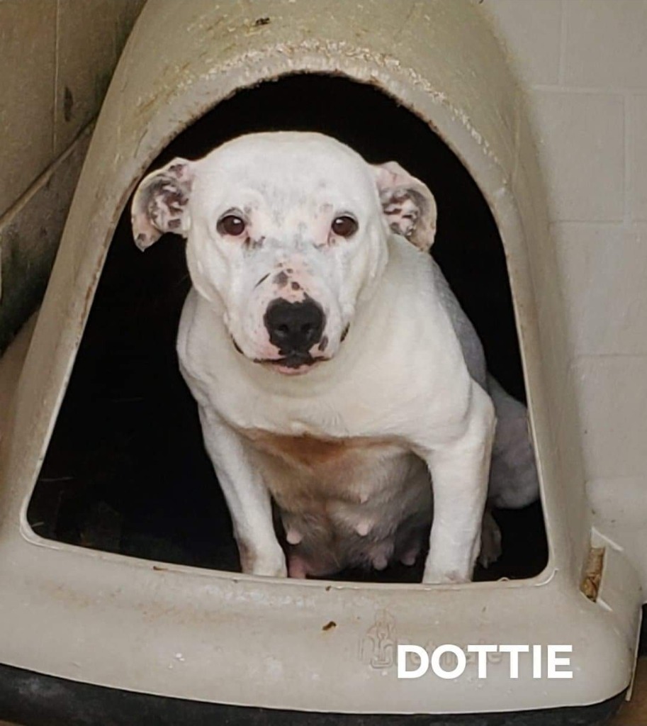 Dottie, an adoptable Staffordshire Bull Terrier, Terrier in El Dorado, AR, 71730 | Photo Image 1