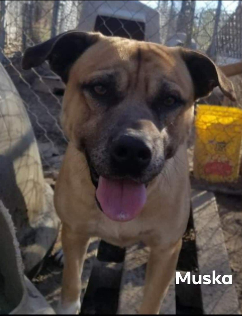 Muska, an adoptable Labrador Retriever, Pit Bull Terrier in El Dorado, AR, 71730 | Photo Image 1