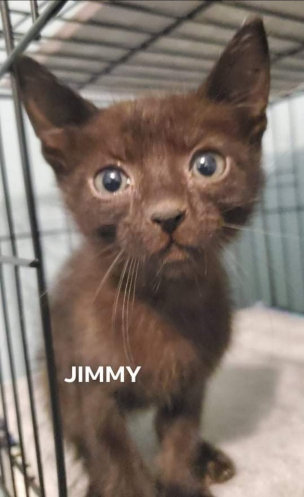 Jimmy, an adoptable Domestic Short Hair in El Dorado, AR, 71730 | Photo Image 1