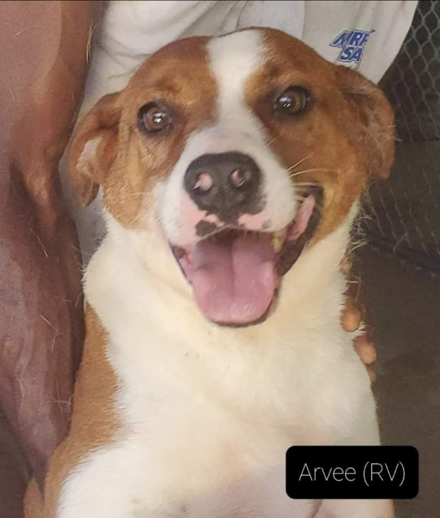 Arvee, an adoptable Hound, Terrier in El Dorado, AR, 71730 | Photo Image 1
