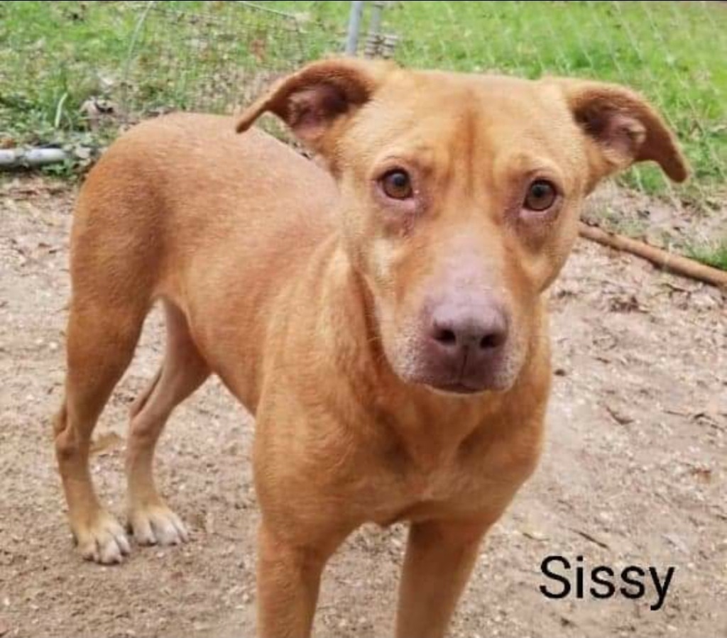 Sissy, an adoptable Labrador Retriever, Mountain Cur in El Dorado, AR, 71730 | Photo Image 1