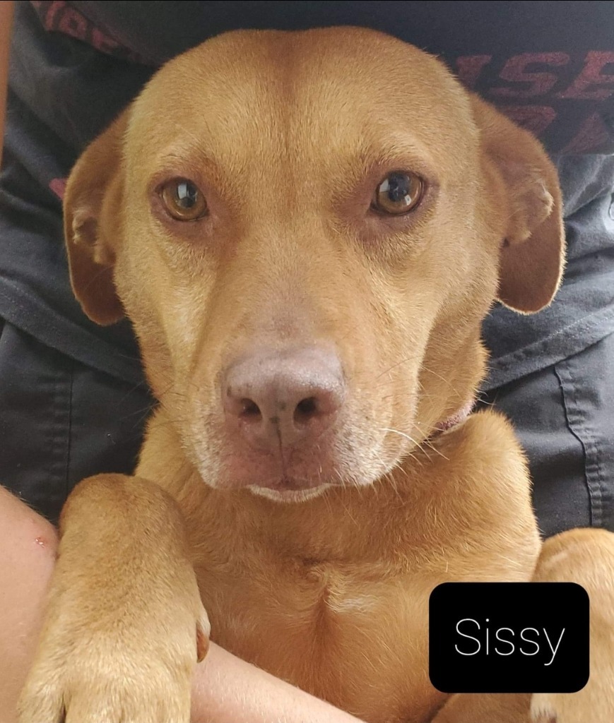 Sissy, an adoptable Labrador Retriever, Mountain Cur in El Dorado, AR, 71730 | Photo Image 2