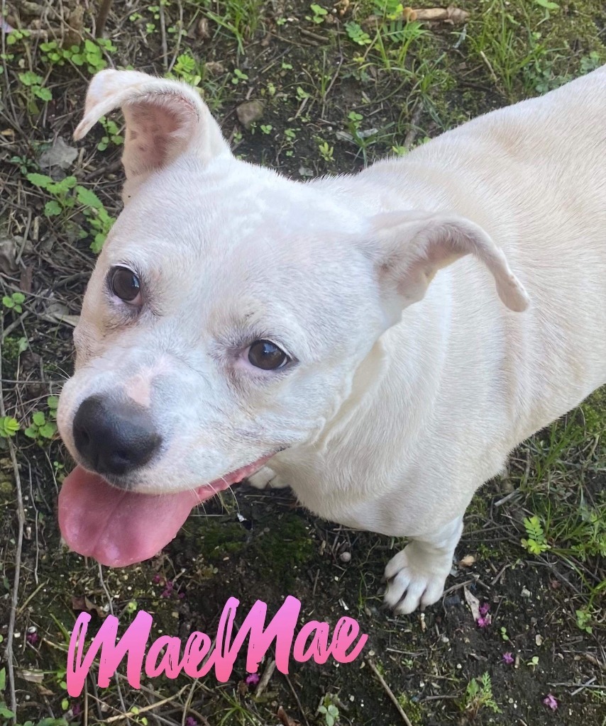 MaeMae, an adoptable Boxer, Terrier in El Dorado, AR, 71730 | Photo Image 2