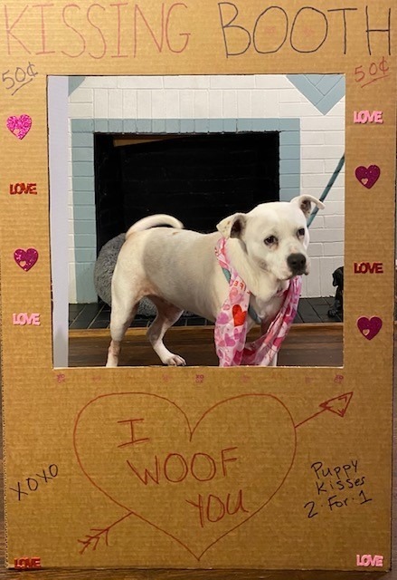 MaeMae, an adoptable Boxer, Terrier in El Dorado, AR, 71730 | Photo Image 2