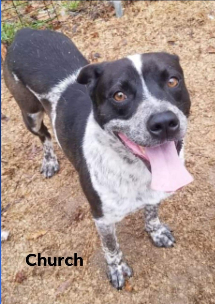 Church, an adoptable Cattle Dog, Border Collie in El Dorado, AR, 71730 | Photo Image 1