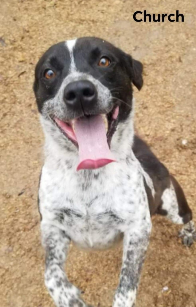 Church, an adoptable Cattle Dog, Border Collie in El Dorado, AR, 71730 | Photo Image 2