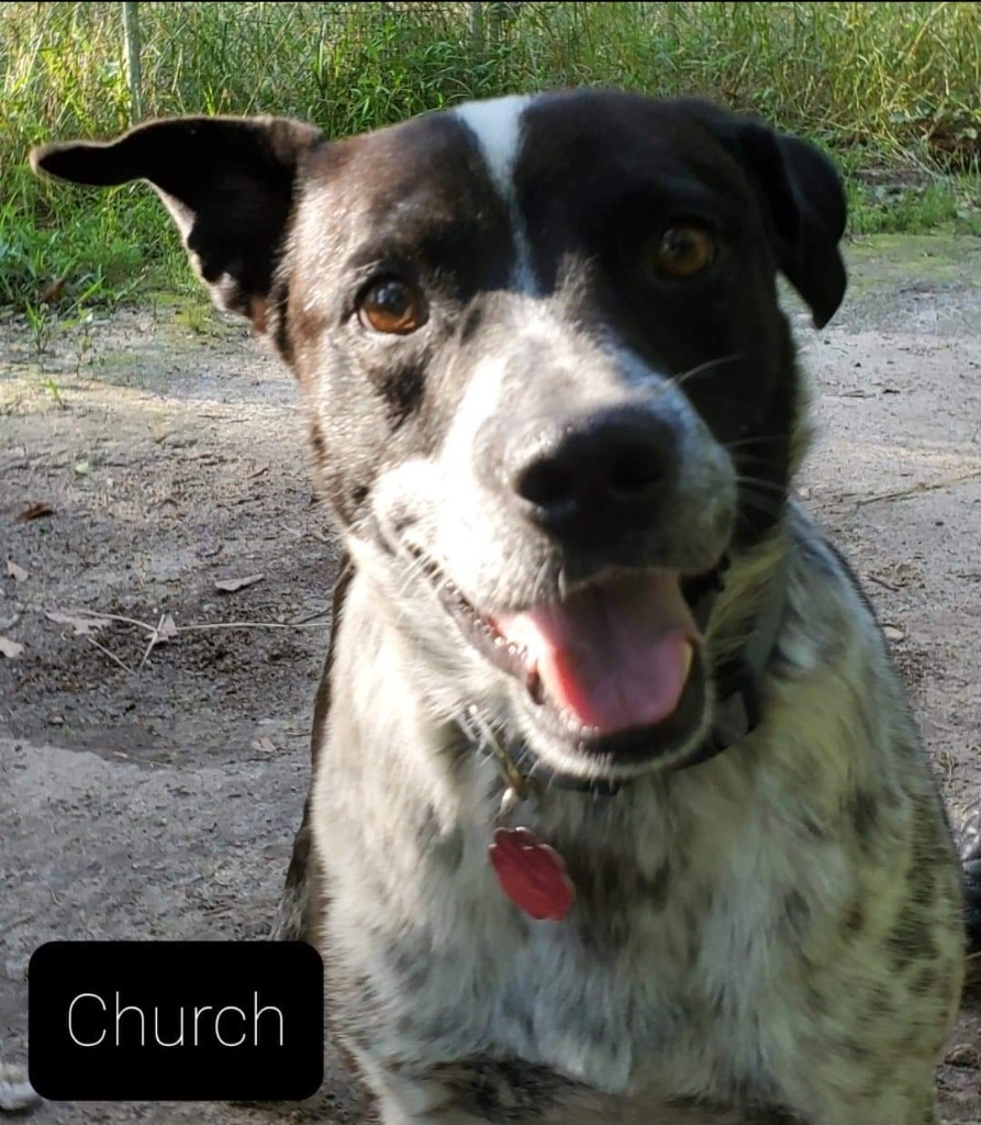 Church, an adoptable Cattle Dog, Border Collie in El Dorado, AR, 71730 | Photo Image 3