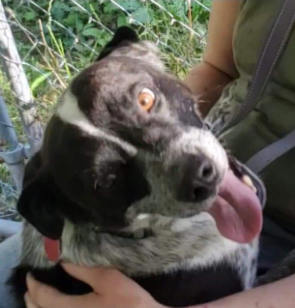 Church, an adoptable Cattle Dog, Border Collie in El Dorado, AR, 71730 | Photo Image 4