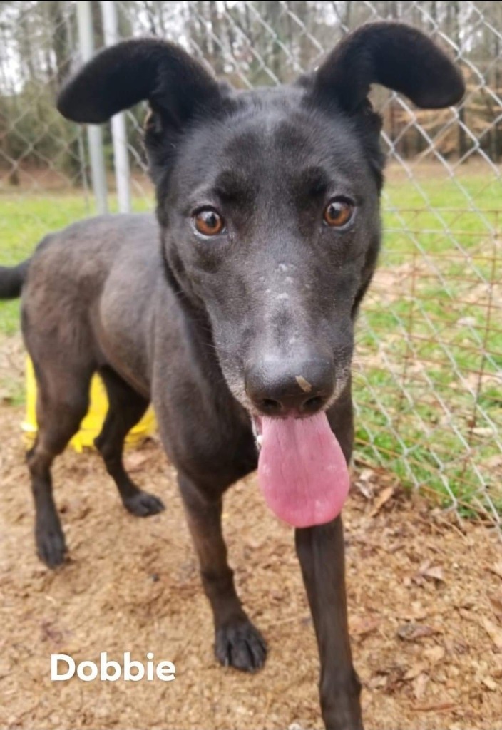 Dobbie, an adoptable Shepherd, Collie in El Dorado, AR, 71730 | Photo Image 1