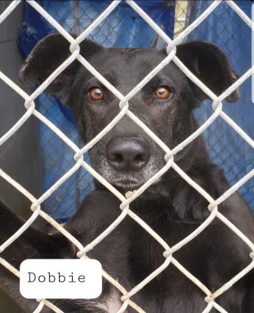 Dobbie, an adoptable Shepherd, Collie in El Dorado, AR, 71730 | Photo Image 2