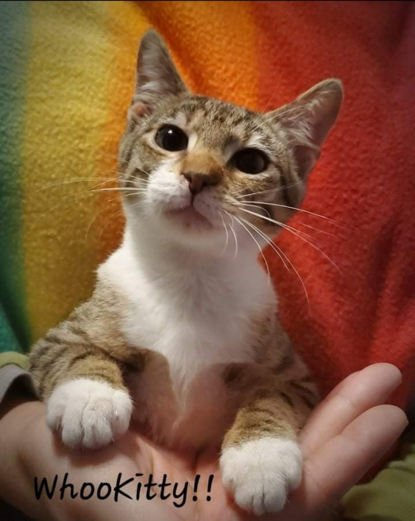 WhoooKitty, an adoptable Domestic Short Hair in El Dorado, AR, 71730 | Photo Image 1