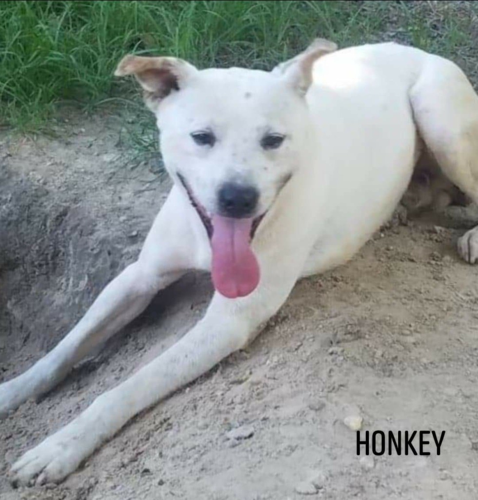 Honkey, an adoptable Shepherd in El Dorado, AR, 71730 | Photo Image 1