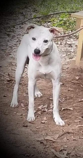 Honkey, an adoptable Shepherd in El Dorado, AR, 71730 | Photo Image 2