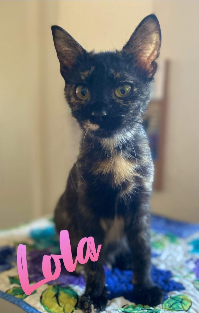 Lola, an adoptable Domestic Short Hair in El Dorado, AR, 71730 | Photo Image 1