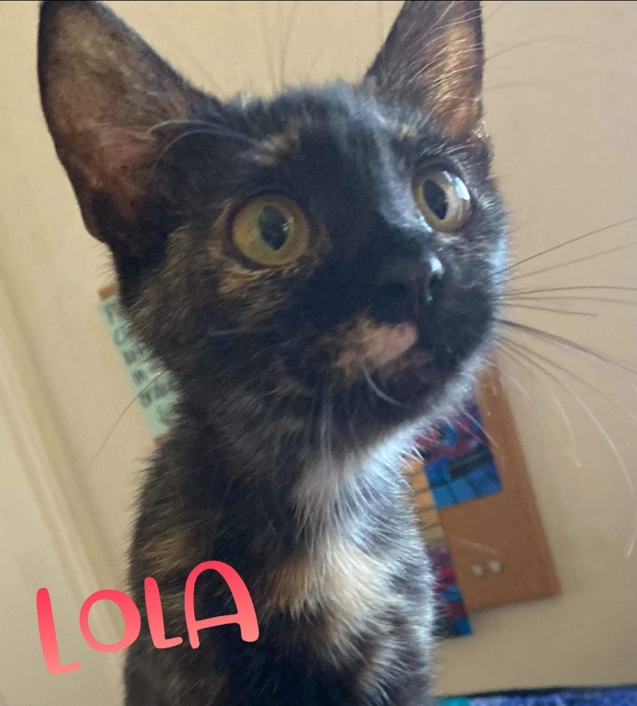 Lola, an adoptable Domestic Short Hair in El Dorado, AR, 71730 | Photo Image 2
