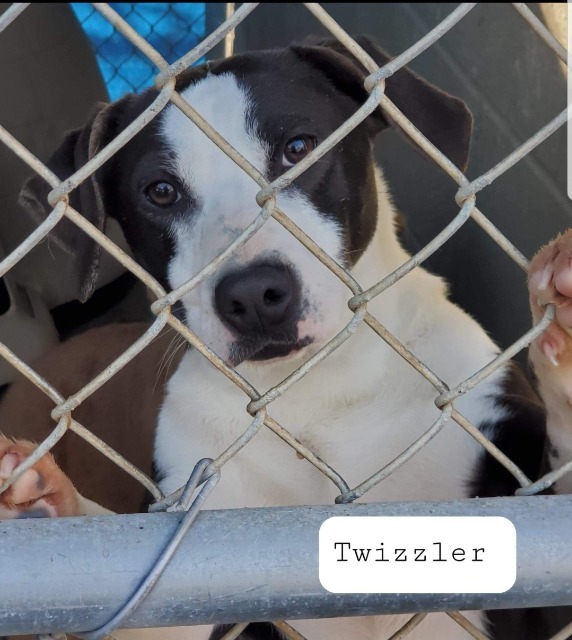 Twizzler, an adoptable Labrador Retriever, Border Collie in El Dorado, AR, 71730 | Photo Image 1