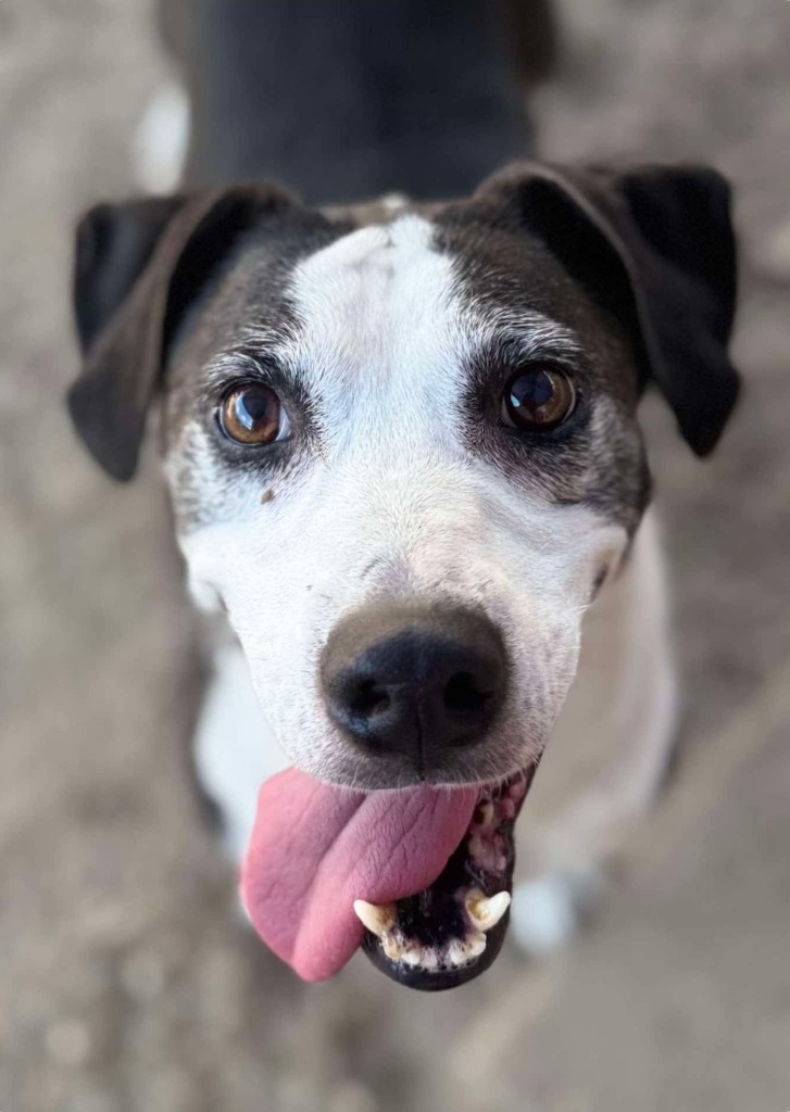 Twizzler, an adoptable Labrador Retriever, Border Collie in El Dorado, AR, 71730 | Photo Image 1