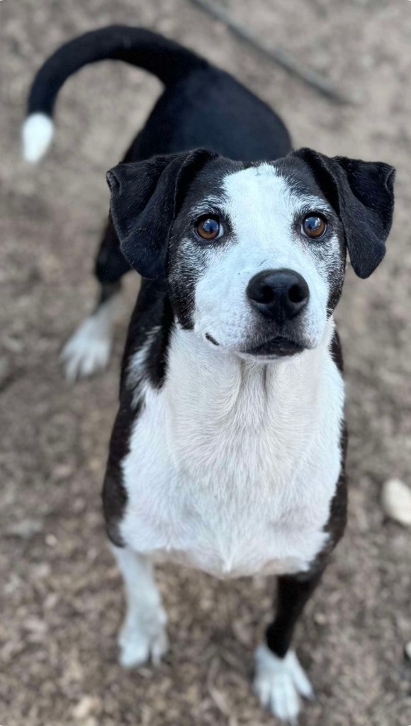 Twizzler, an adoptable Labrador Retriever, Border Collie in El Dorado, AR, 71730 | Photo Image 3