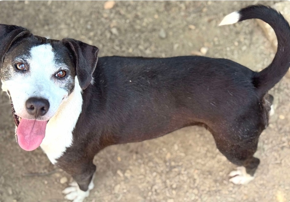 Twizzler, an adoptable Labrador Retriever, Border Collie in El Dorado, AR, 71730 | Photo Image 4