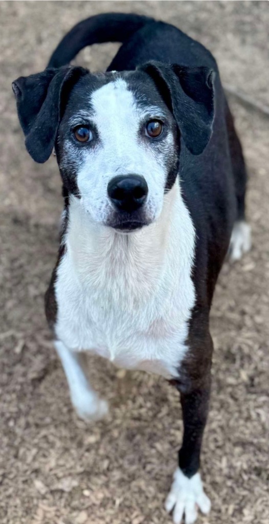 Twizzler, an adoptable Labrador Retriever, Border Collie in El Dorado, AR, 71730 | Photo Image 5