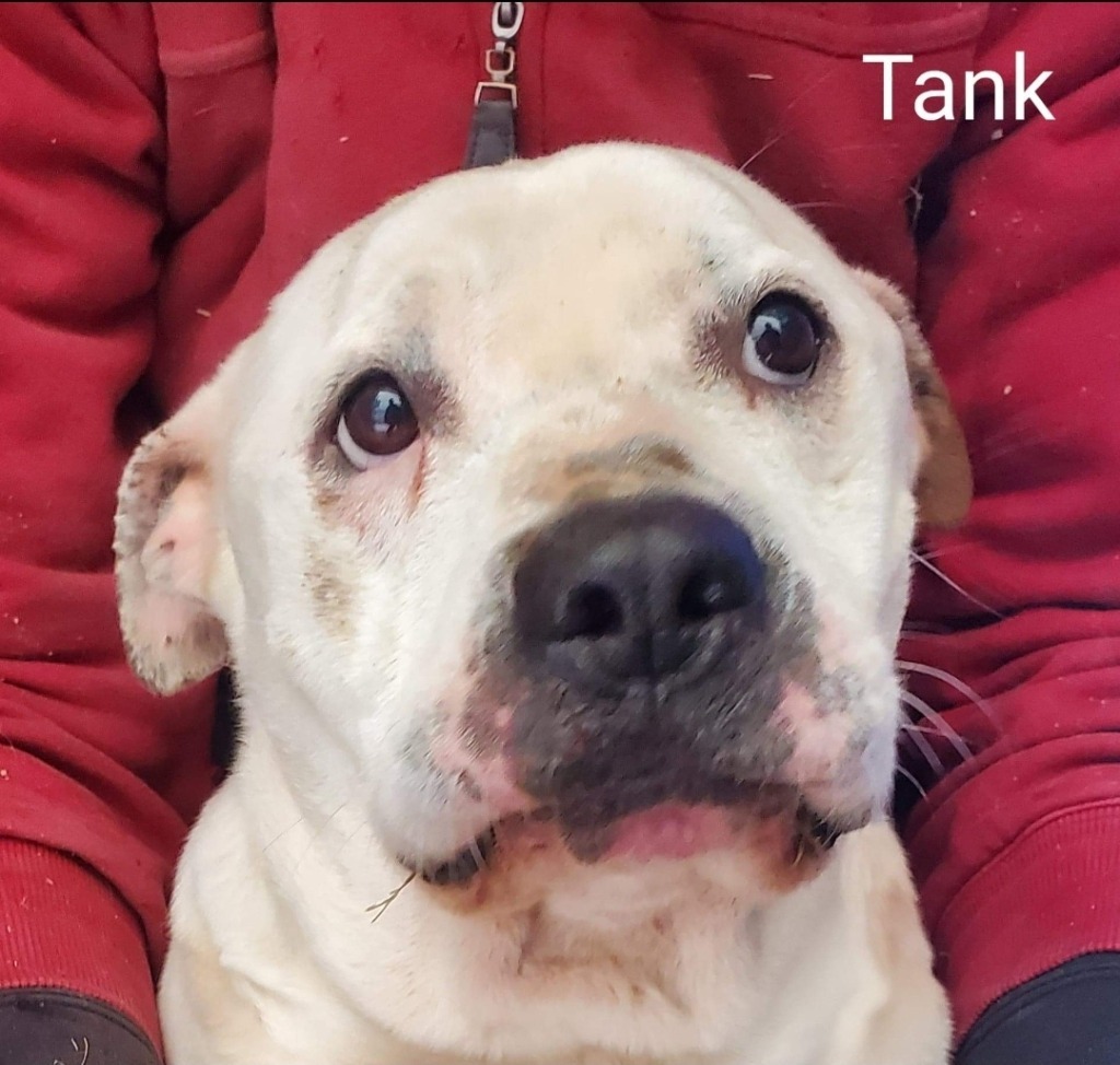 Tank, an adoptable American Bulldog, Terrier in El Dorado, AR, 71730 | Photo Image 1