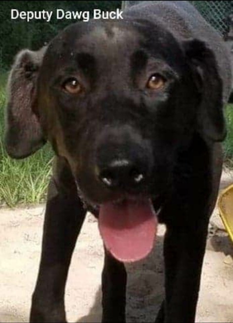 Deputy Dawg Buck, an adoptable Labrador Retriever, Plott Hound in El Dorado, AR, 71730 | Photo Image 1