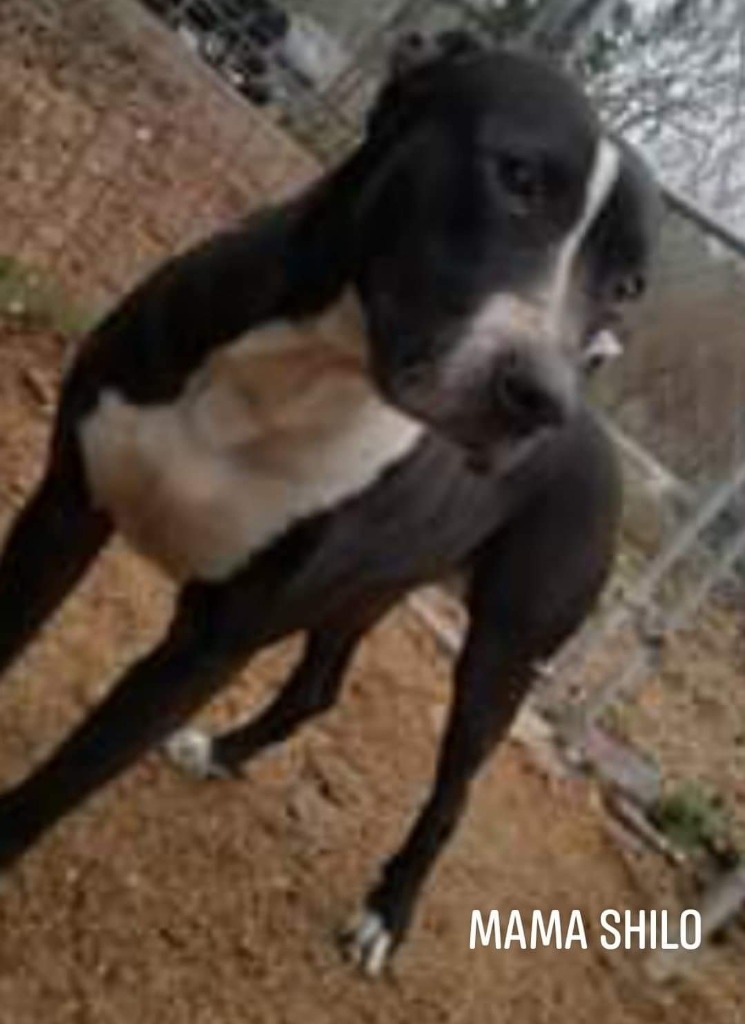 Shilo, an adoptable American Staffordshire Terrier, Pit Bull Terrier in El Dorado, AR, 71730 | Photo Image 2