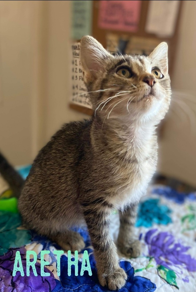 Aretha, an adoptable Domestic Short Hair in El Dorado, AR, 71730 | Photo Image 1