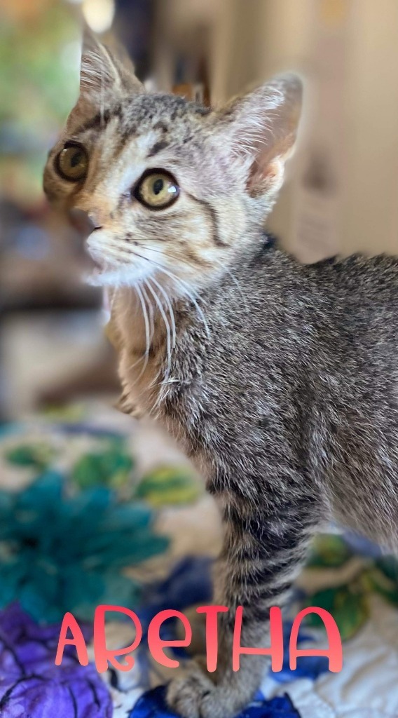 Aretha, an adoptable Domestic Short Hair in El Dorado, AR, 71730 | Photo Image 2