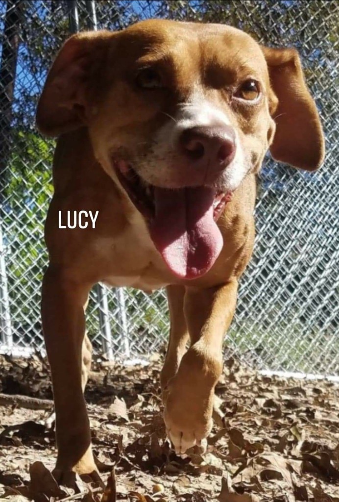 Lucy, an adoptable Terrier in El Dorado, AR, 71730 | Photo Image 1